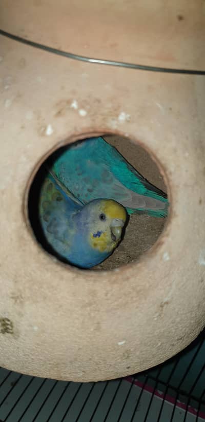 violet rainbow budgies