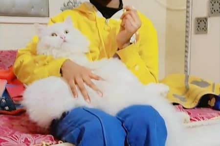 Playfull Persian cat