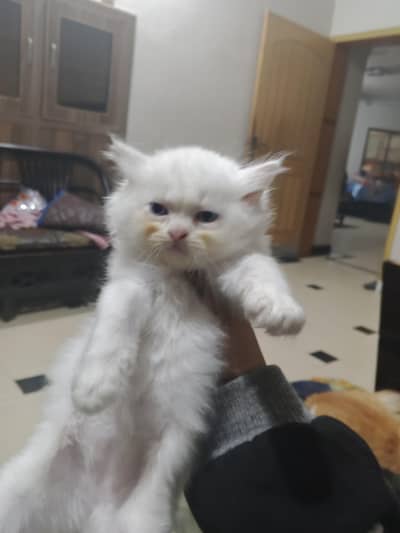 Persian kitten blue eyes