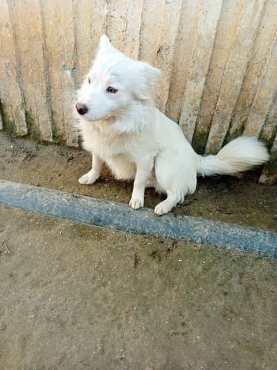 puppy dog with heavy duty