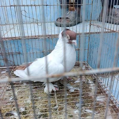 Fancy pigeon for sell