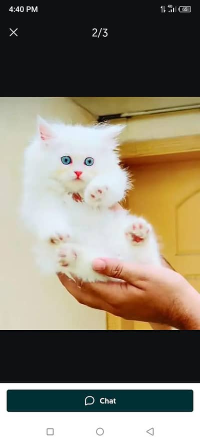 Imported Scottish fold kittens cat my WhatsApp number 03410473472