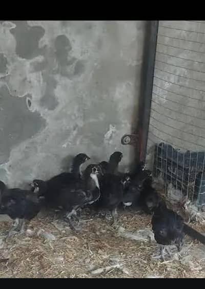 Austrlorp cheeks 1month active and healthy