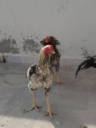 Aseel 2 young male murgha pair