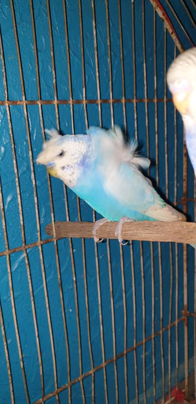 violet rainbow budgies