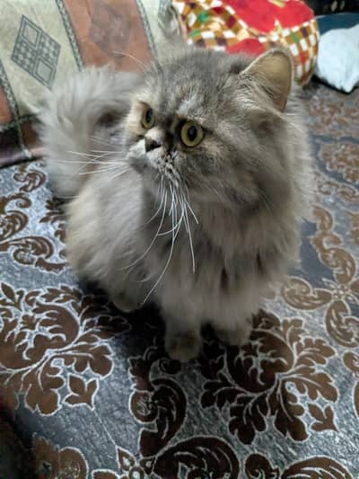 Parsian Cat