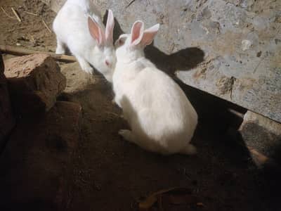 white red eyes rabbit for sale