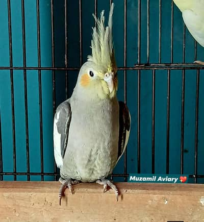 Normal Grey split Pied cockatiel female