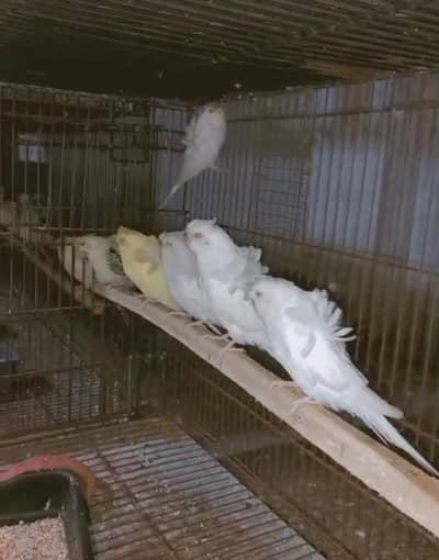 Hagoromo Budgies | Hogo | Budgies | Helicopter Budgies