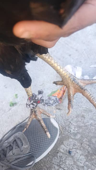 Mianwaali aseel  murgi