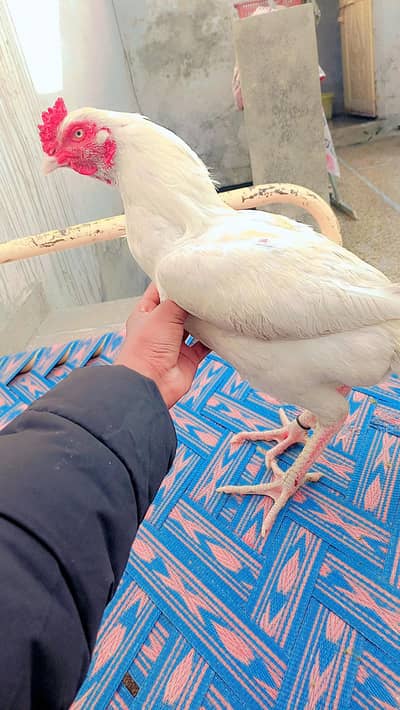 white Heera pure aseel