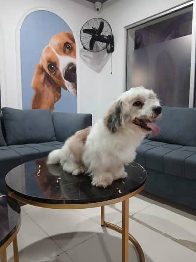 Shihtzu Male for sale