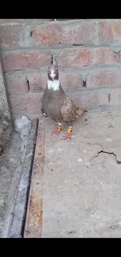 Chamba male for sale