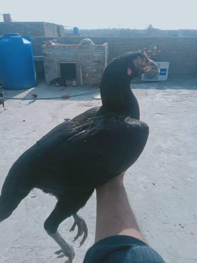 mian wali lassani aseel female