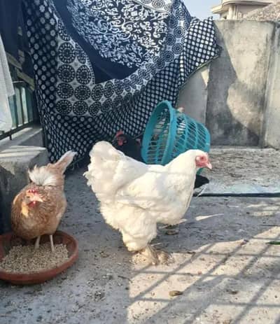 Desi murga egg lying hens