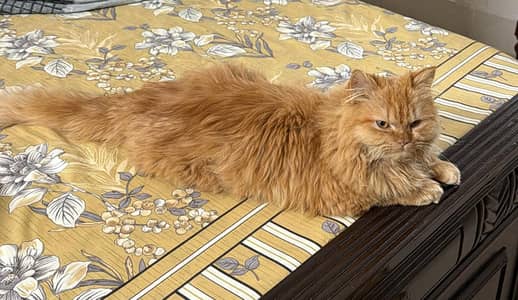 beautiful cat for Sale  03227551020