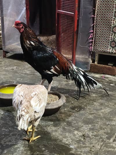 Aseel Breeder Pair Top Quality 0/3/0/3/7/3/6/5/5/6/6