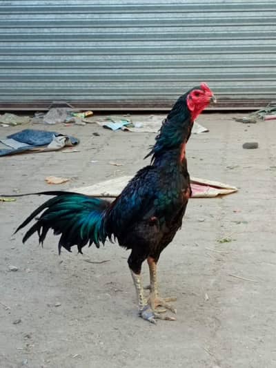 pure Thai pakoya chicks  available