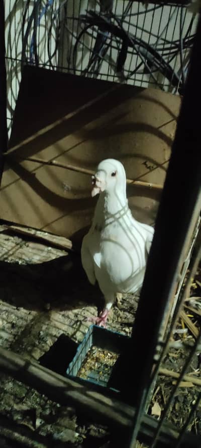 male German beauty pigeon