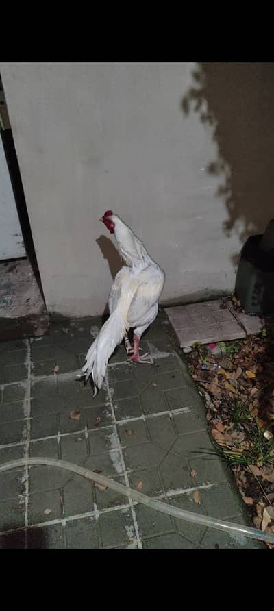 . . . . . . . . . . . . . . . . . . . . . . . . . . . herra