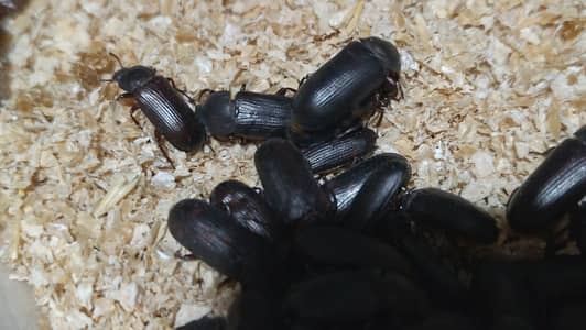 bettels for mealworms