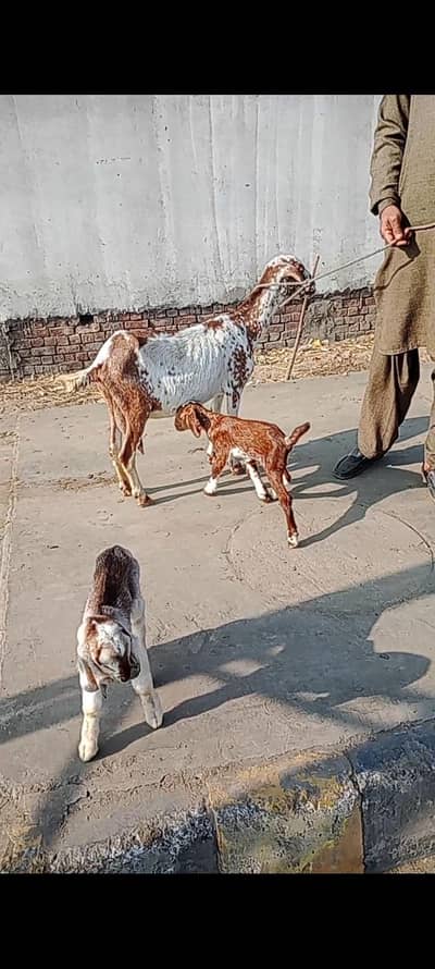 Teddy female with baby male