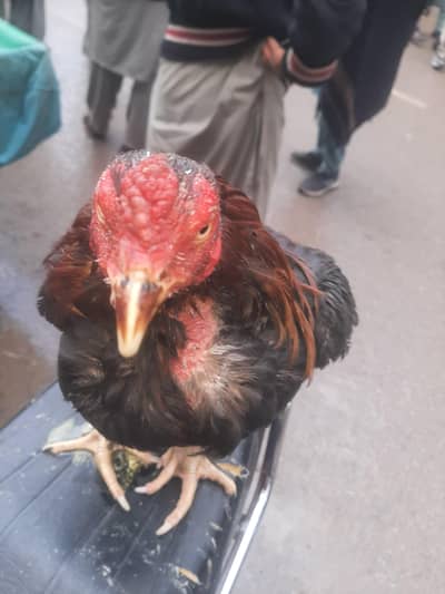 Full healthy aseel lakha sale