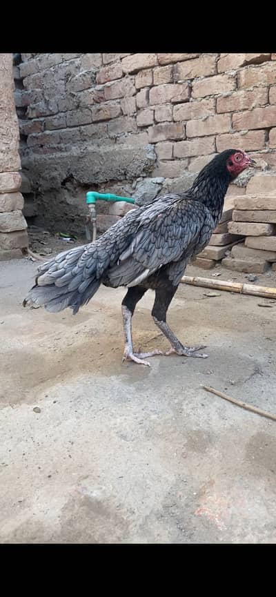 Aseel top quality female available