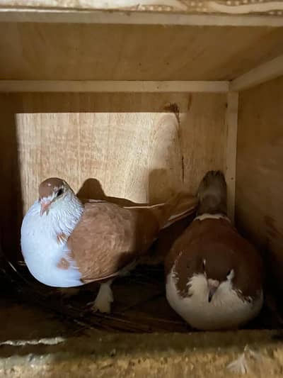 sherazi pegion is available for sale