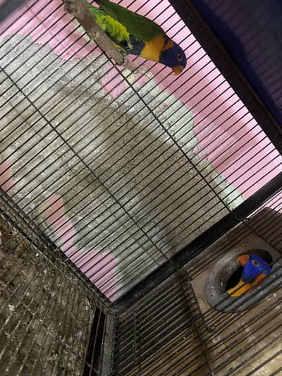 Red collar lorry breeder pair