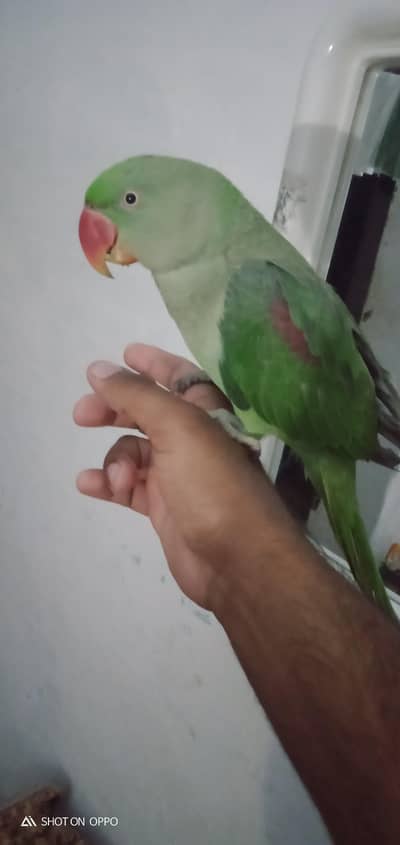 2 year Female Raw parrot