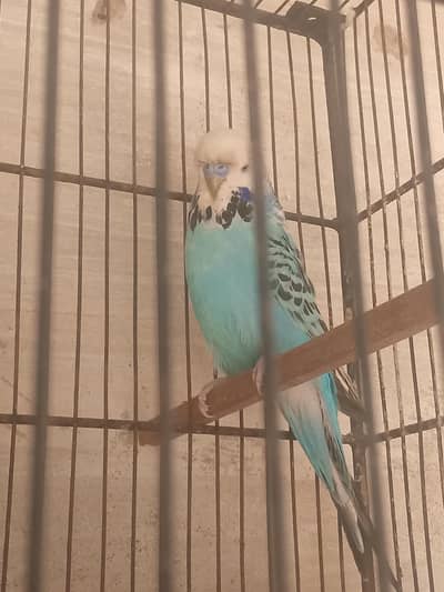 exhibition male jumbo size