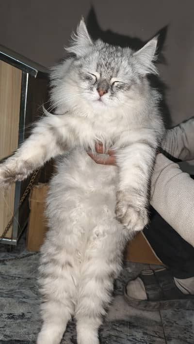 Persian cats male and female