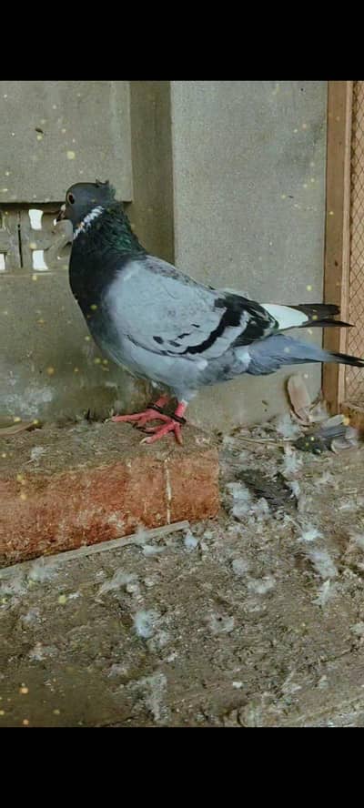 healthy male pigeon