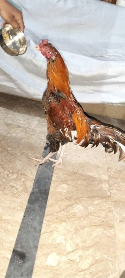 high quality Aseel murga  for the sale