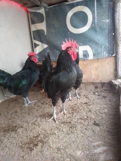 Australorp Breeder males