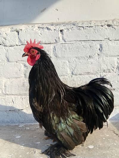 (Bantam) Murghy / Roosters — Full Size, Ready for Breeding