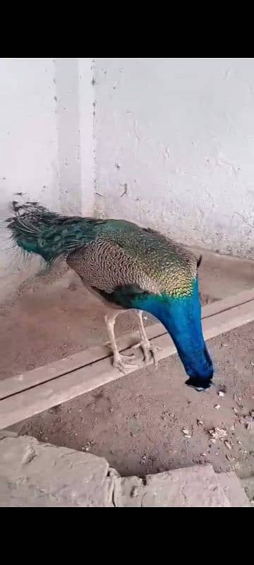 breeder . . . . . . tame. . . . . beautiful pair of peacocks