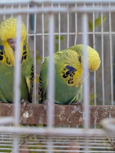 exibition pathy pair