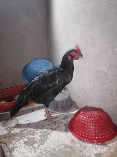 Healthy aseel hens ready for sale