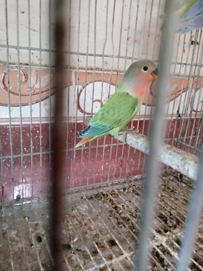 opaline lovebirds