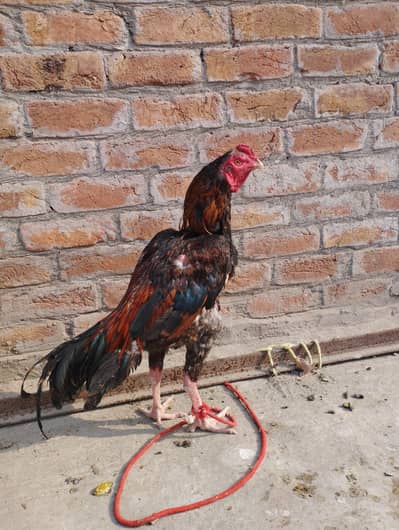Quality Aseel bird in Multan