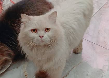 Persian cat. . . . beautiful Persian puch face cat pair