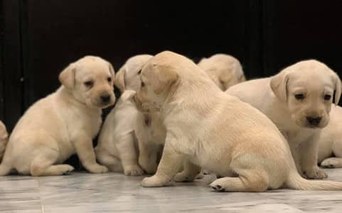 LABRADOR show class pup 03014615555