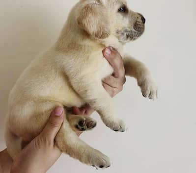 labrador female  pup 03014615555