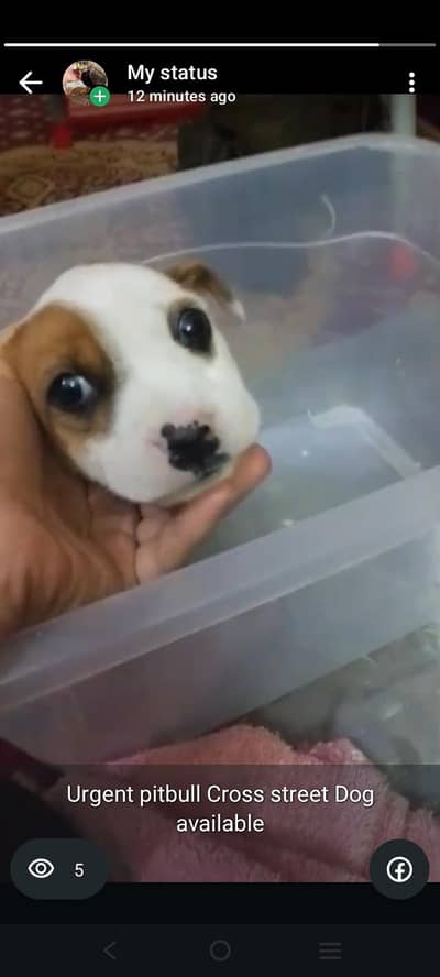 Dog Puppy available for sale 03059639443 Whatsapp