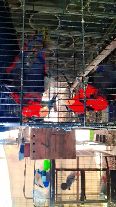 Red Moluccan Lorry and Black Cap Lorry Pairs