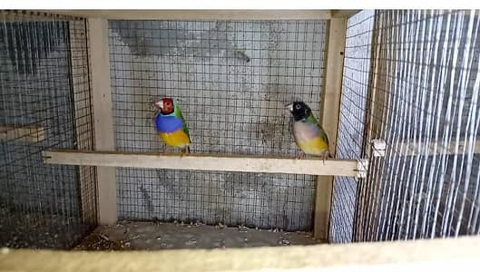 GOLDIAN,HEX, BANGLIZ