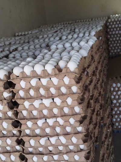 Salesman for Fresh Eggs Supply