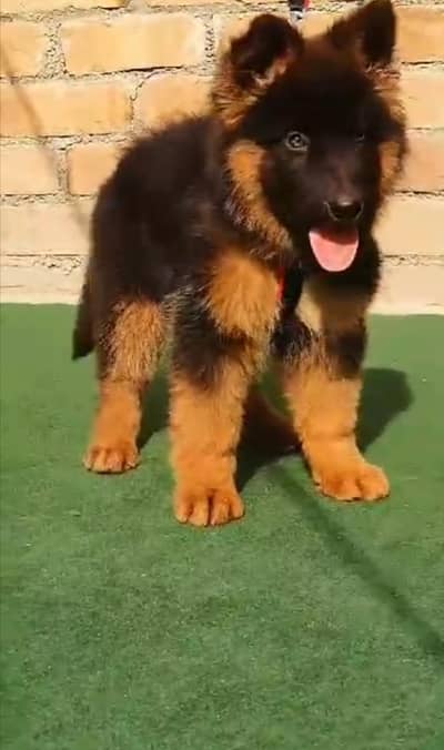 German Shepherd puppy for sale
